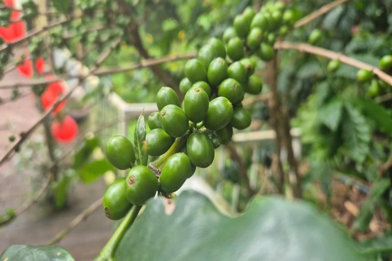 Les fruits verts de cafe