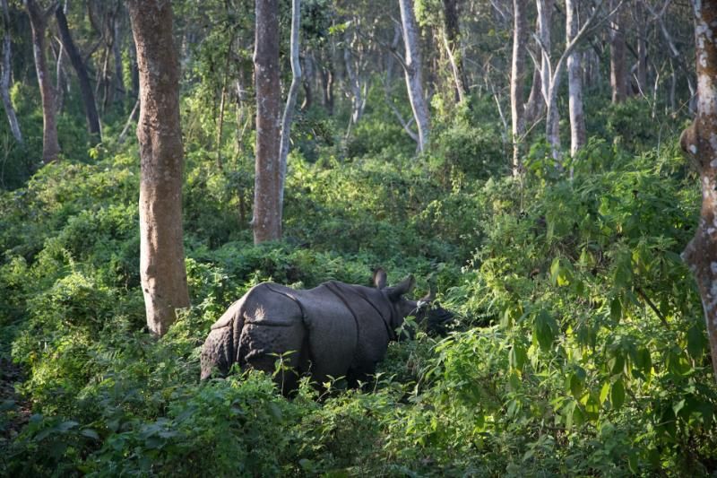 le parc national de chitwan à nepal