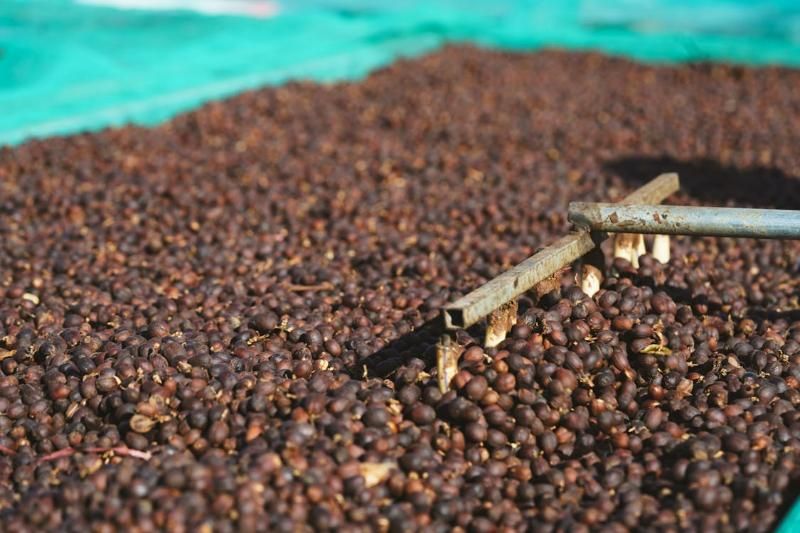 le procédé « naturel » (ou méthode sèche) - prime coffee