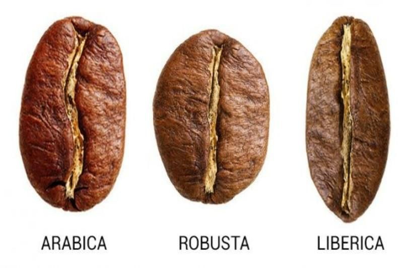 le robusta, l’arabica, le liberica - café vietnam