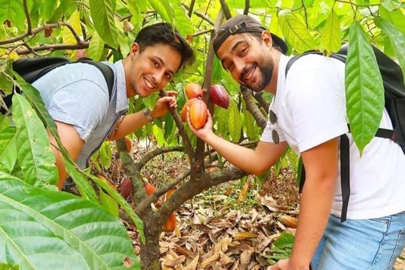 le verger de cacao à ben tre attire de nombreux touristes étrangers. Source : vinpearl.com
