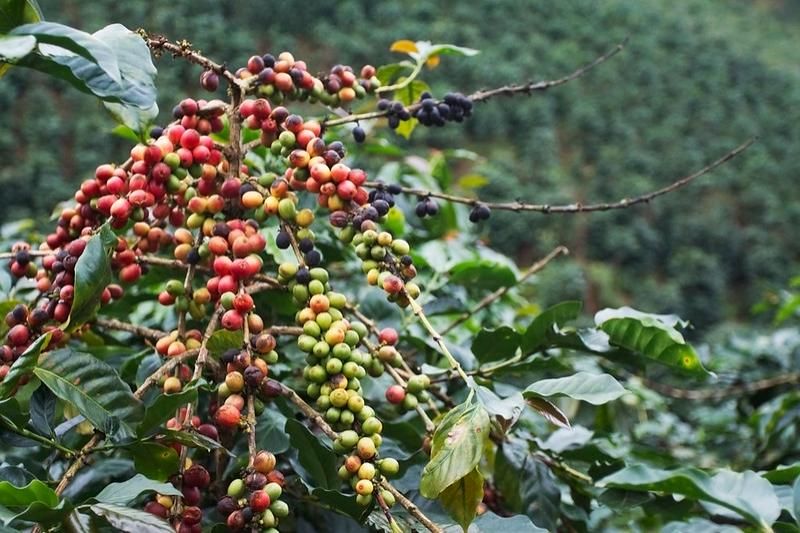 les fruits rouges de café vietnam briller sous la lumière