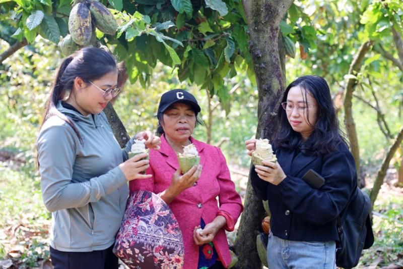 les voyageurs dégustent des fèves de cacao fraîches directement dans la plantation. Source : vietnamplus.vn