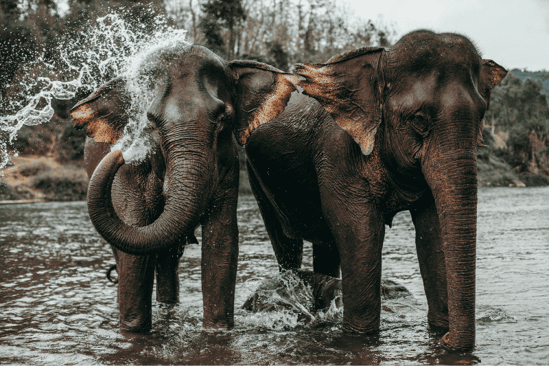 Expérience éthique avec des éléphants (source;canva)