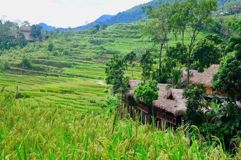 Pu Luong Retreat - le toit en paille apporte une fraîcheur naturelle. Source : Pu Luong Retreat