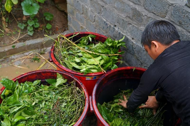 les feuilles sont plongées dans de l’eau de source (source : le journal de Lao Cai)