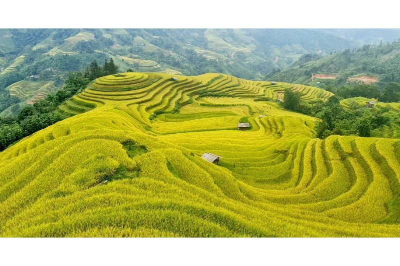 la rizière dorée à hoàng su phì (source : Dung Hoang)