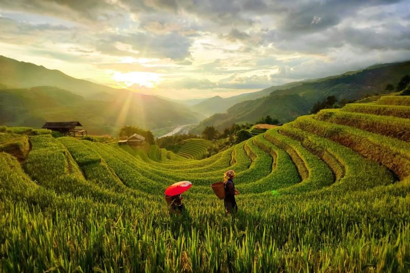 les magnifiques rizières à Mu Cang Chai (source ; Giang Hanh Phuc)