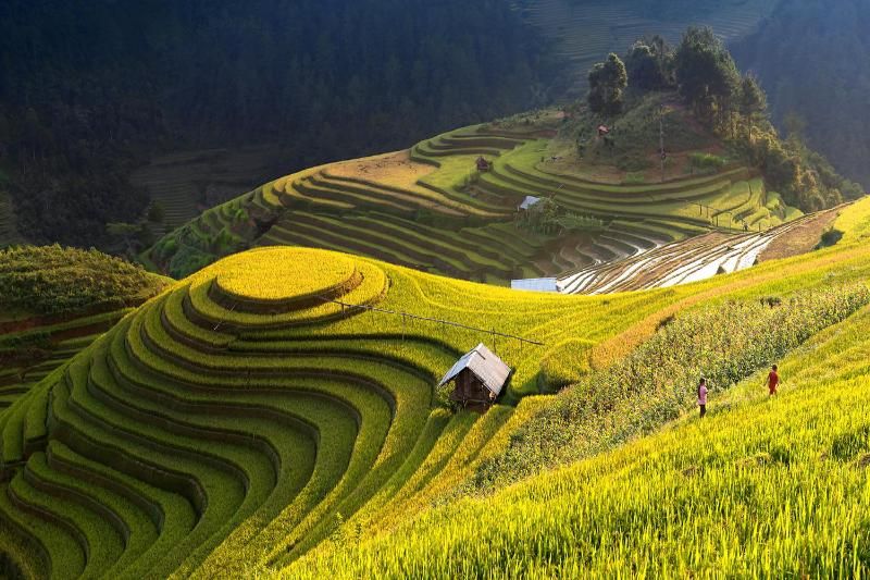 Sapa mùa lúa chín - thcslytutrongst.edu.vn