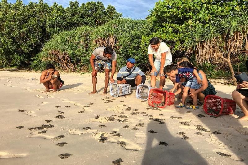observer les tortues pondre leurs œufs à con dao (vietgiaitri)