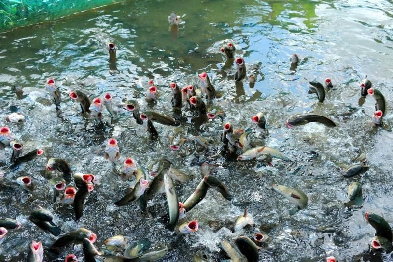 poisson volant à l'ilot con son, dans le delta du mekong
