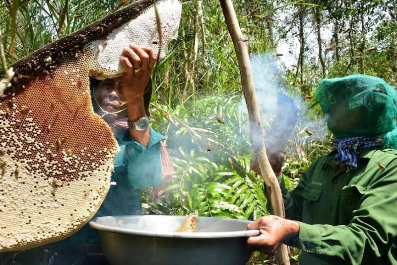 accompagner les habitants dans la forêt pour récolter du miel. Source : traveloka.com