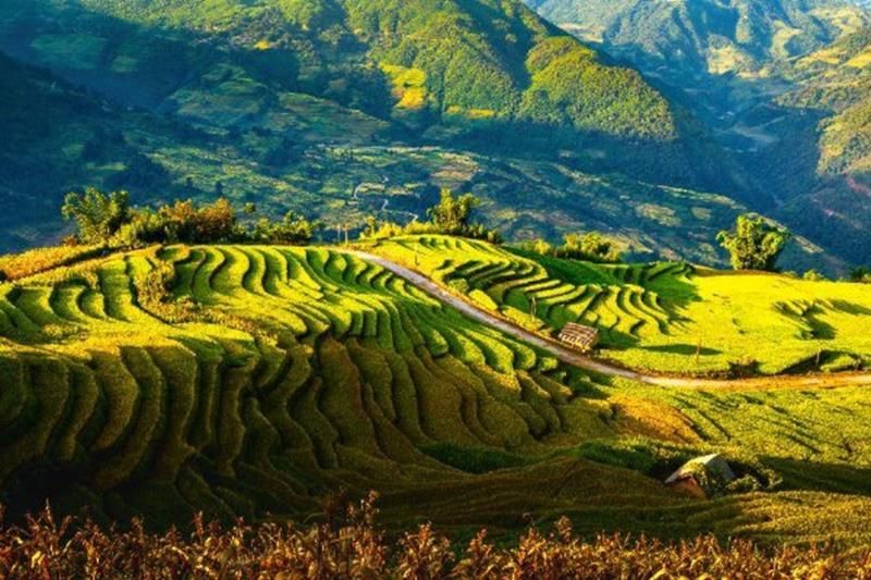 cánh đồng lúa ninh bình - baochinhphu