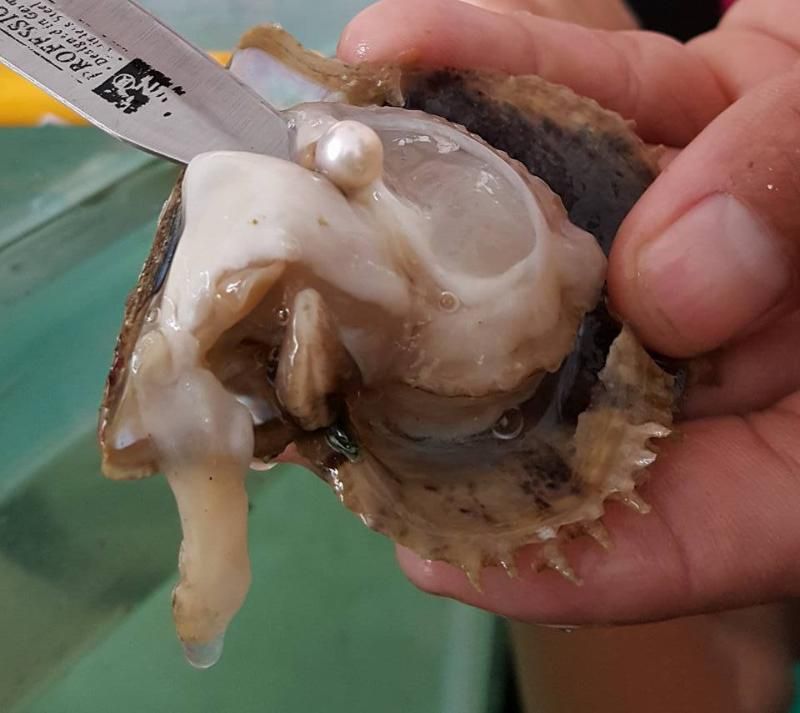 la perle se trouve à l’intérieur de la coquille de l’huître perlière