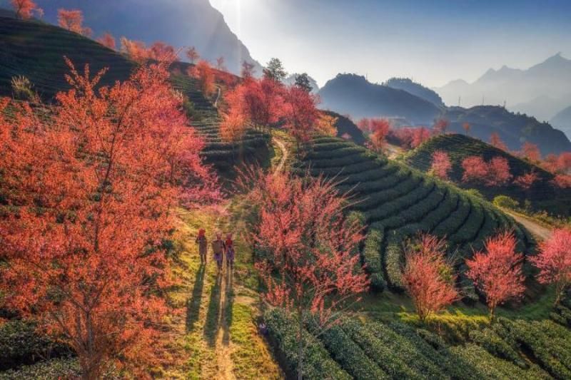 les collines de thé o long s’illuminent avec l’épanouissement des fleurs de cerisier. Source : xesaoviet.com
