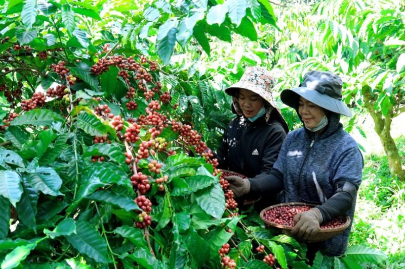 les habitants récoltant le café. Source : nongthonviet.com