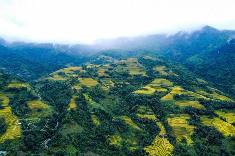 les rizières dorés pendant le trekking à Tay Con Linh (source : Ta Ba Lo)