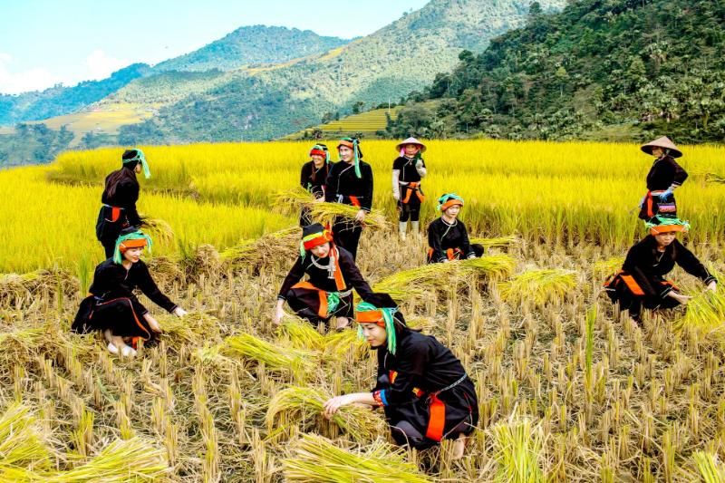 récolter les riz (le journal de Ha Giang)