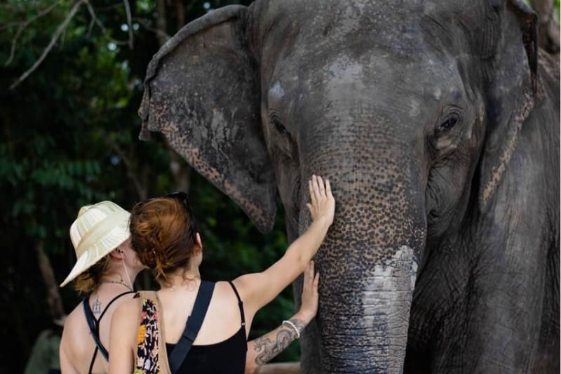 rencontrer des éléphants à Kulen Eléphant Forest (source : Guiding Cambodia)