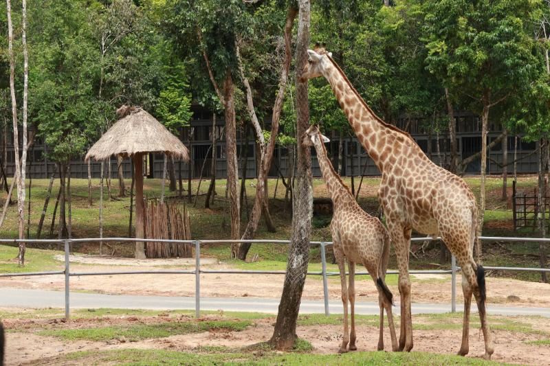 Giraffe dans le zone de demi naturel