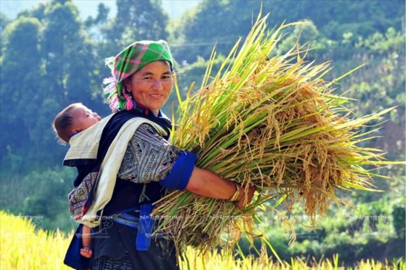 la fête de la mi-automne, c'est le festival des récoltes (source : Bao Anh Viet Nam)