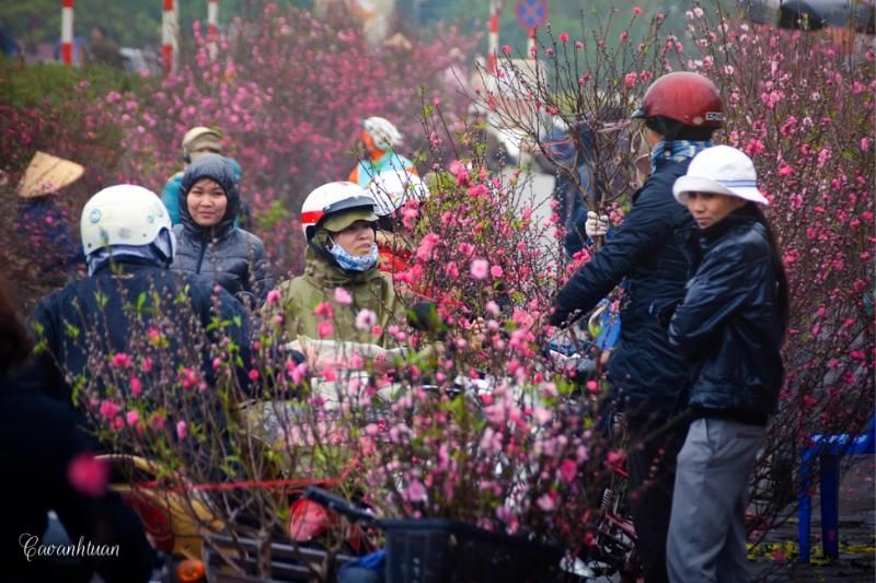 les fleurs de pêcher - symbole du tet au nord du vietnam (source : Cao Anh Tuan)