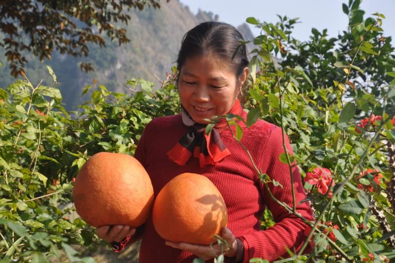 pomelo vietnam (1)