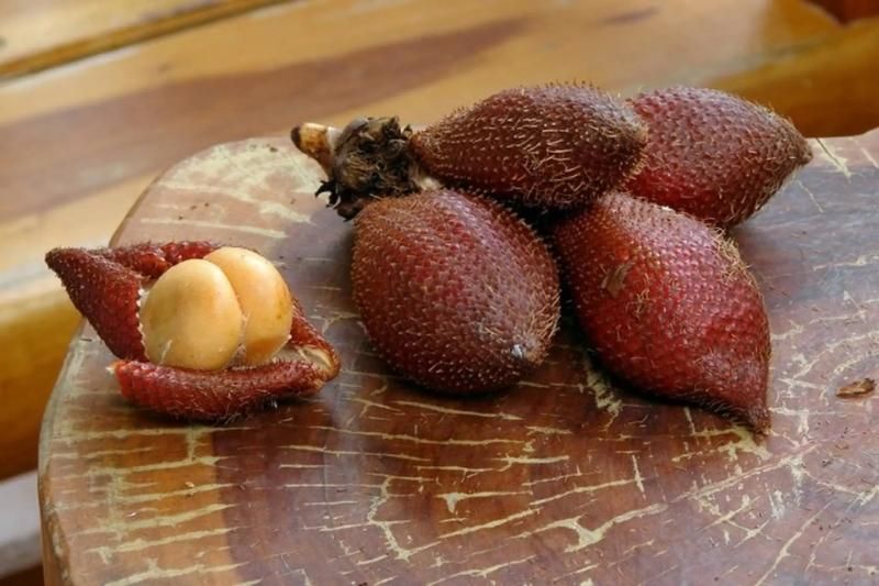 salak - un fruit exotique rouge vietnam (1)