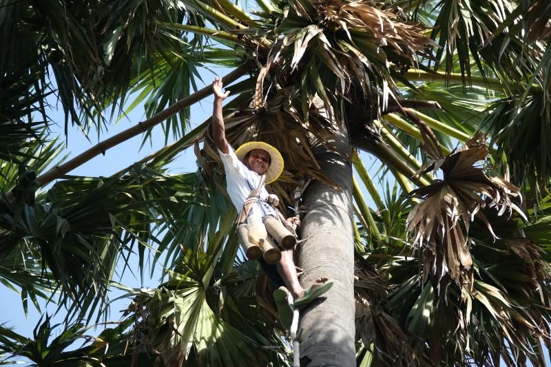 un homme imite la façon de grimper à un palmier à sucre, depuis le sol jusqu’à environ 8 mètres de hauteur
