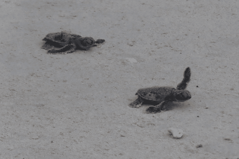 bebes-tortues-source-aucoeurvietnam