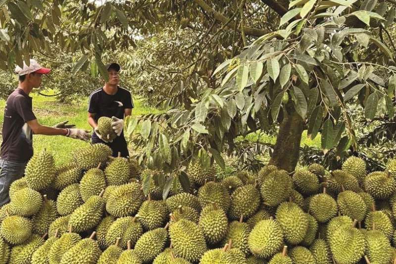 Agricultores vietnamitas durante la cosecha, mostrando qué es el durian fresco y su tamaño