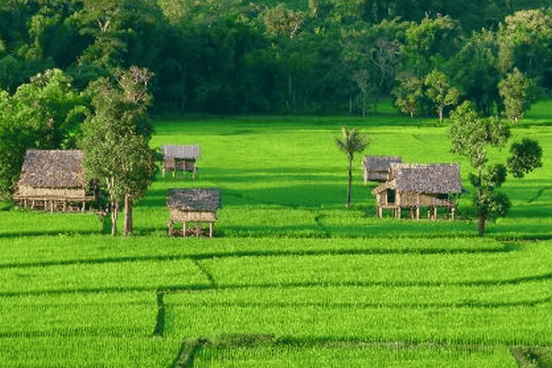 los arrozales de laos en luang prabang