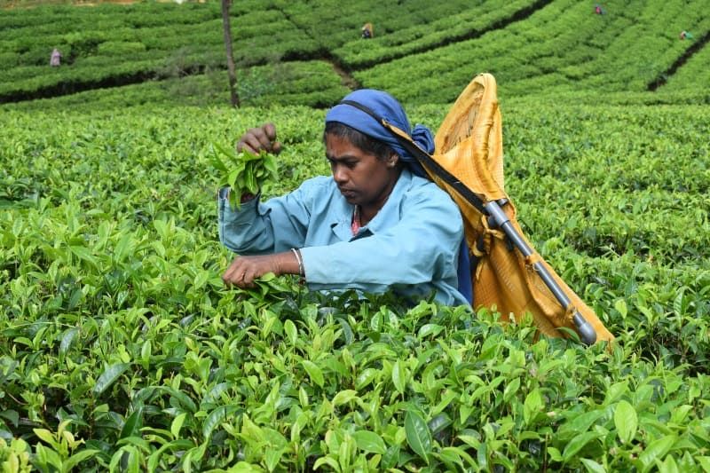 pexels-pradeep-weragoda-1347908084-26576014-2-2