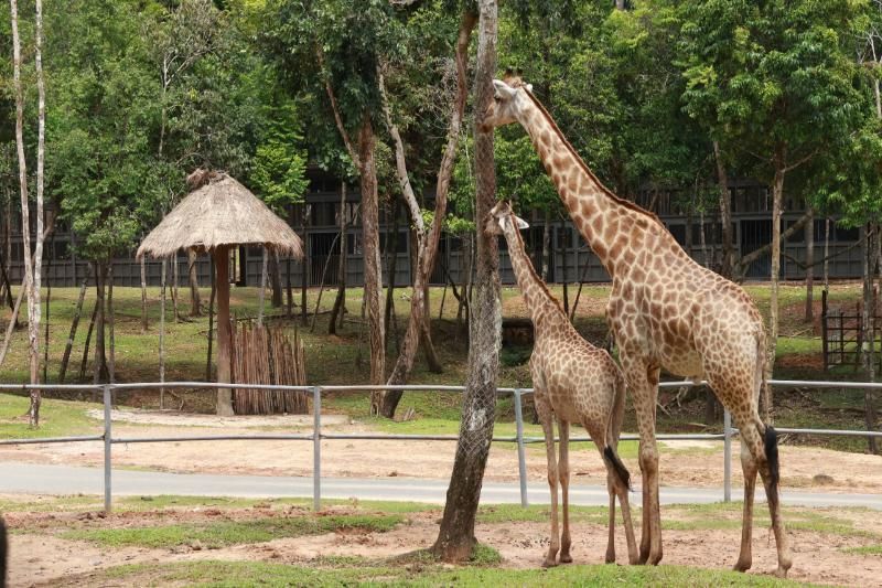 La imagen muestra una jirafa en la zona seminatural del safari, una experiencia única que responde perfectamente a la pregunta: ¿Qué hacer a Phu Quoc?