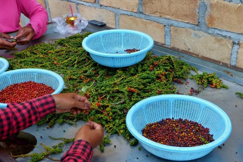 kampot cambodge - sur la route de découvrir du poivre