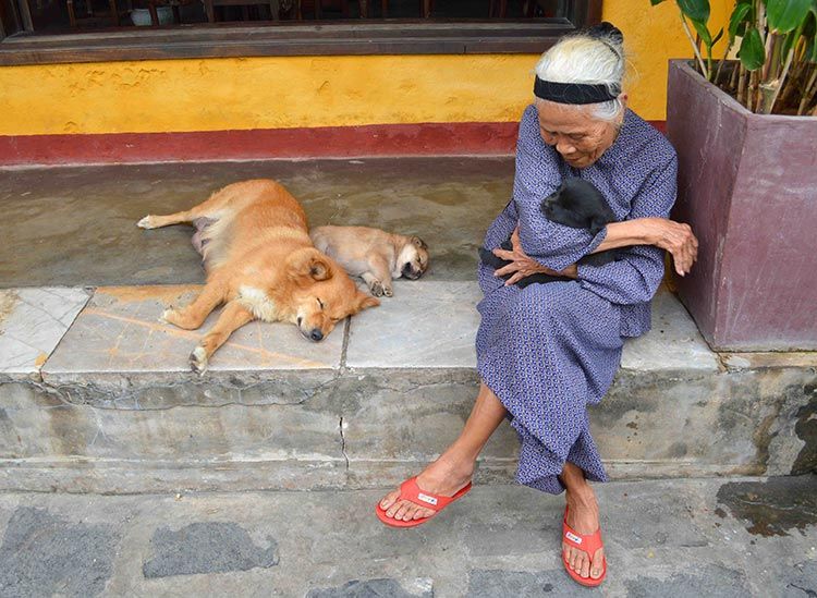 les chiens du vietnam (santévet)