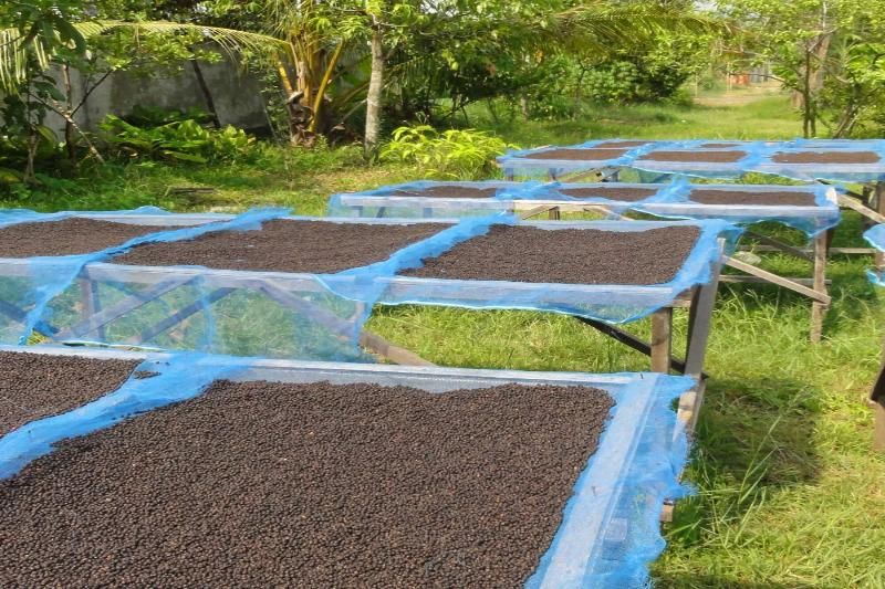 poivre noir du kampot - source david vanille