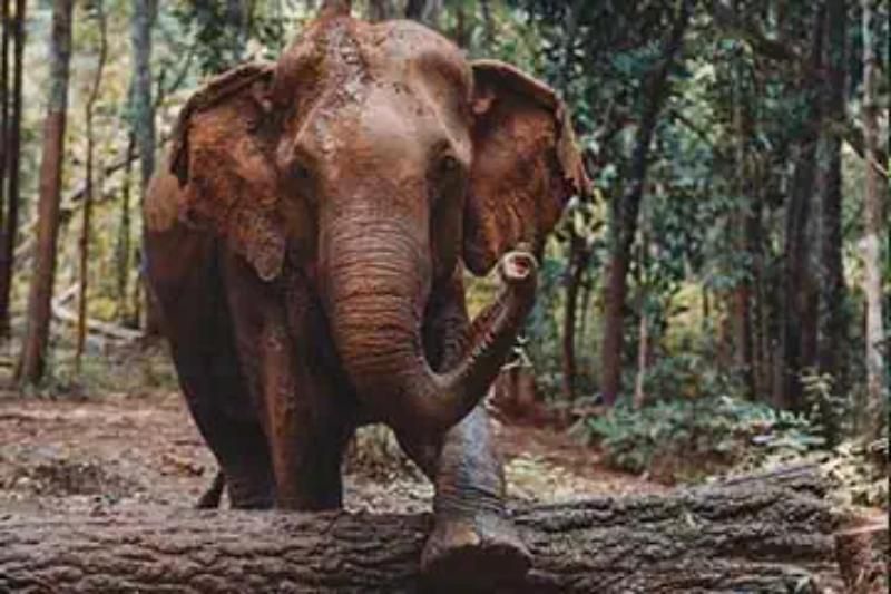 visite des élephants au cambodge (source : mondulkiriproject)