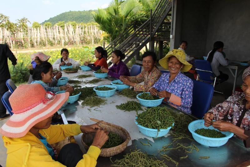 une sélection minutieuse des grains après la récolte, réalisée en collaboration avec les familles locales - opoivredukampot