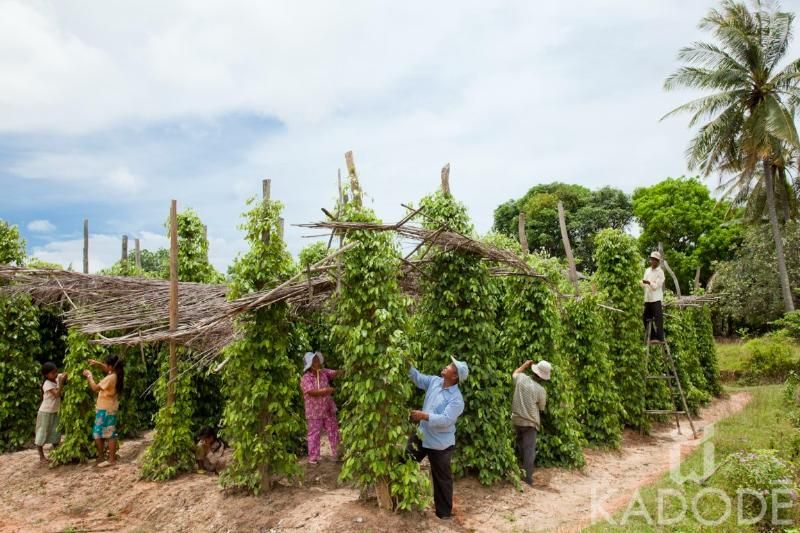 visite de la ferme du poivre du kampot