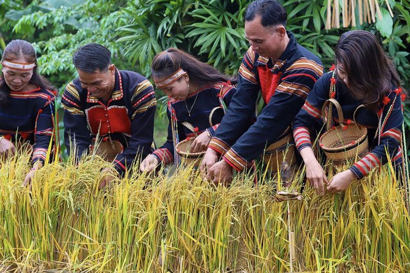 la gente cosecha el arroz juntos durante la fiesta del nuevo arroz (fuente baodantoc.vn)