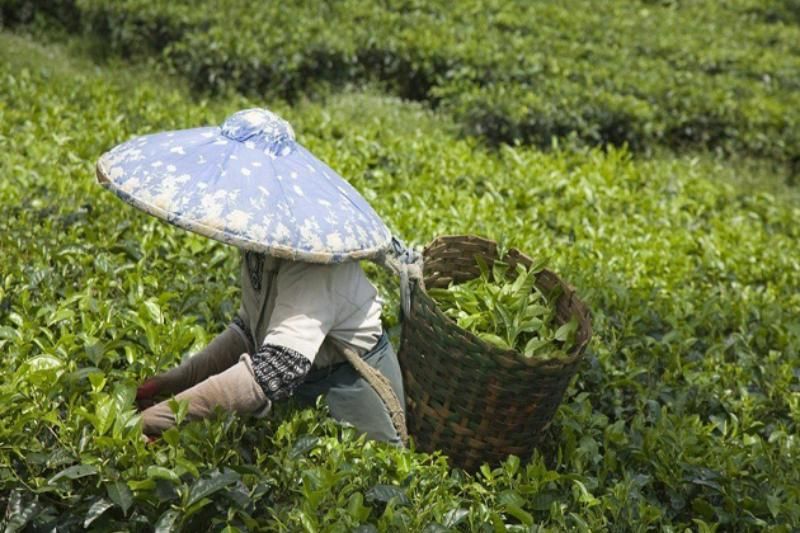 récolter du thé à laos (1)