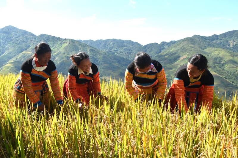 source le journal lao dong