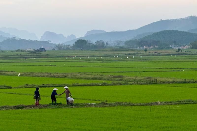 alojarse en phong nha durante la temporada de cosecha del arroz