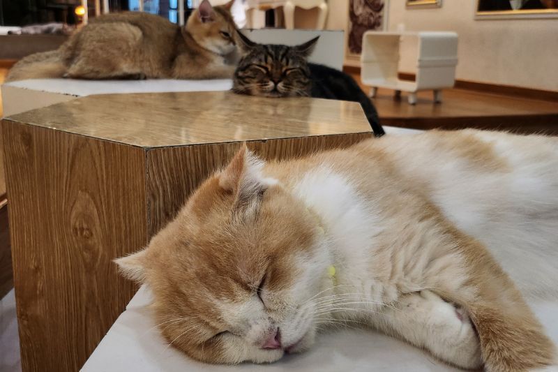 café de gatos - uno de las cafeterías emblemáticas en saigón