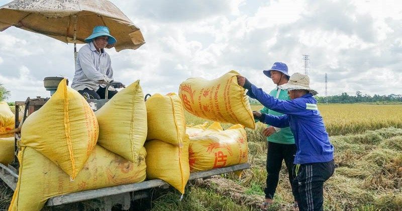 cosecha de arroz entre los agricultores del delta del mekong - periódico lao dong