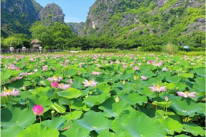 flores de loto florecen en ninh binh (fuente periódico lao dong)