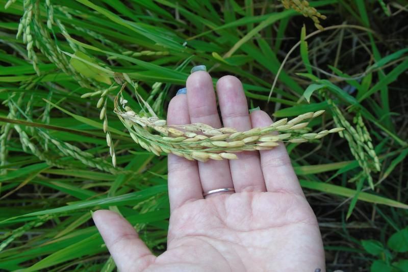 la belleza de los arrozales en sapa