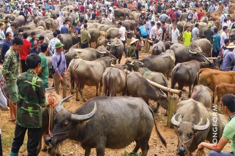la originalidad del mercado de búfalos del noroeste (fuente báo ảnh việt nam)