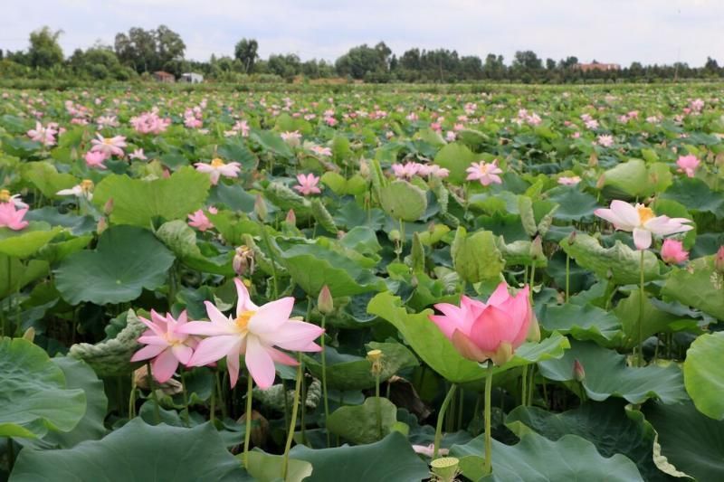 los-campos-de-lotos-de-dong-thap-vietnam